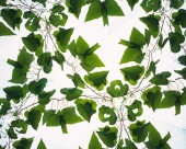 对称的植物花卉背景图片大全