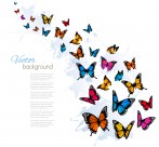 多彩蝴蝶背景图片