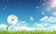 唯美蒲公英背景图片