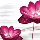 粉色花朵三联画图片