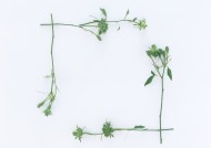 绿叶边框图片