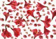 花朵、花瓣背景图片