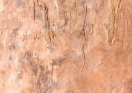 树木粗糙纹理图片