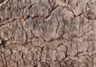 树木粗糙纹理图片