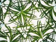 万花筒花卉底纹图片