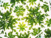 万花筒花卉底纹图片