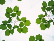 万花筒花卉底纹图片