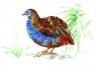 各种彩绘鸟类图片