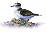 各种彩绘鸟类图片