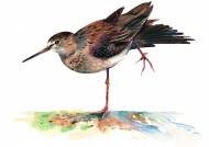 各种彩绘鸟类图片