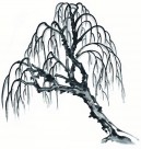 水墨柳树图片