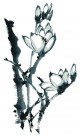 玉兰绘画图片