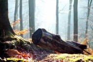 森林里的枯木图片大全