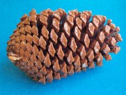 好看的松果松塔图片