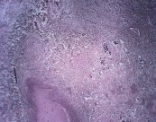 显微镜下的细胞图片