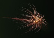 美丽的烟花图片大全