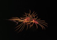 美丽的烟花图片大全