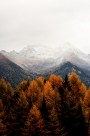 唯美的秋季树林风景图片大全