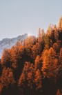 唯美的秋季树林风景图片大全