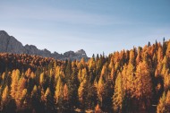 唯美的秋季树林风景图片大全