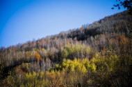 漫山遍野的金色秋景图片
