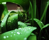 清晨的露水图片大全