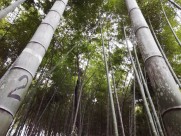 郁郁葱葱的竹林图片