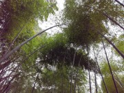 郁郁葱葱的竹林图片