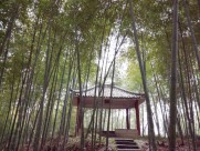 郁郁葱葱的竹林图片