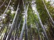 郁郁葱葱的竹林图片