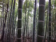 郁郁葱葱的竹林图片