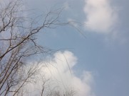 干枯的树枝图片