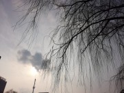 干枯的树枝图片