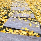 落在地上的树叶图片