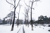 寒冷冬季雪景图片