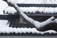 寒冷冬季雪景图片