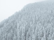 冬季白雪覆盖的树林图片