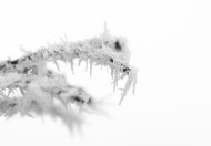 冬日冰冷的雾凇图片