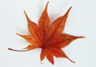 红红的枫叶图片大全