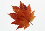 红红的枫叶图片大全