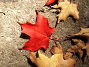 红红的枫叶图片大全