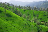 丘陵茶园景色图片