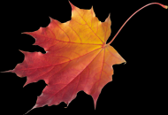 枫叶透明背景PNG图片