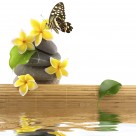 鹅卵石竹子景色图片大全