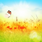 唯美花朵与蝴蝶图片