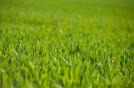 绿草地图片