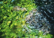 清澈水底图片大全