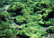 清澈水底图片大全