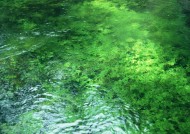 清澈水底图片大全