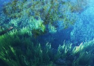 清澈水底图片大全